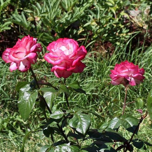 Blanco con bordes rosas - Rosas híbridas de té